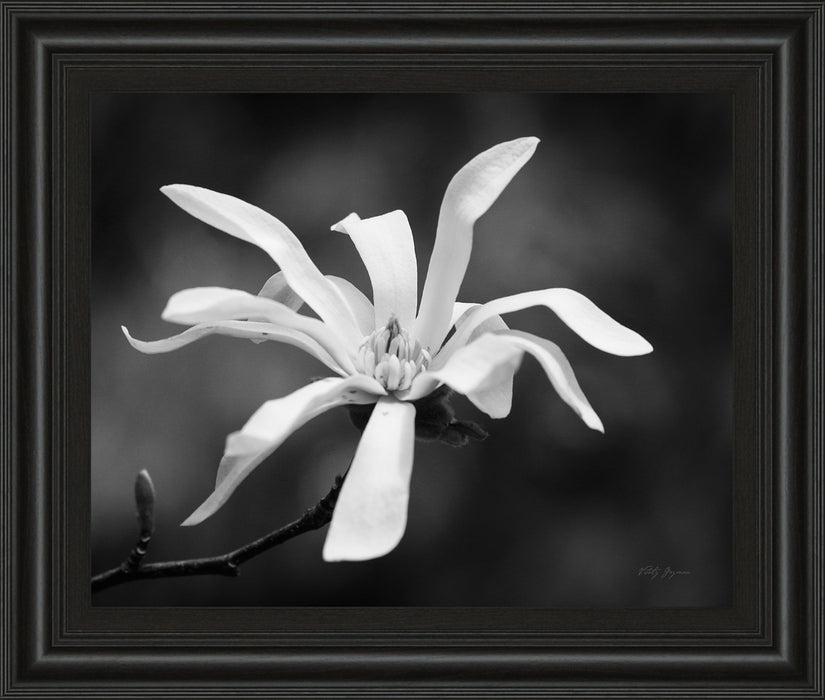 Magnolia Dreams I By Geyman Vitaly - Framed Print Wall Art - Dark Gray