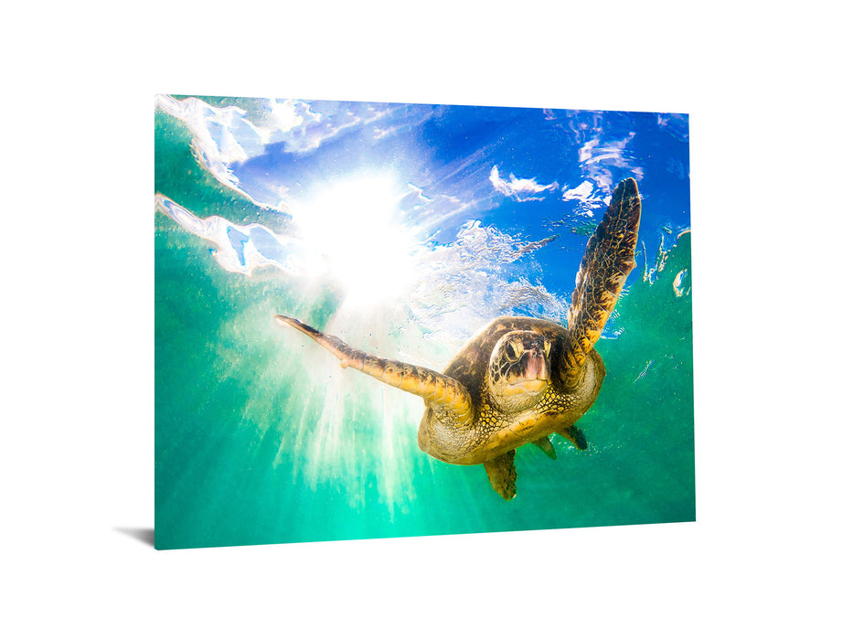 Tempered Glass With Foil - Sea Turtle - Green