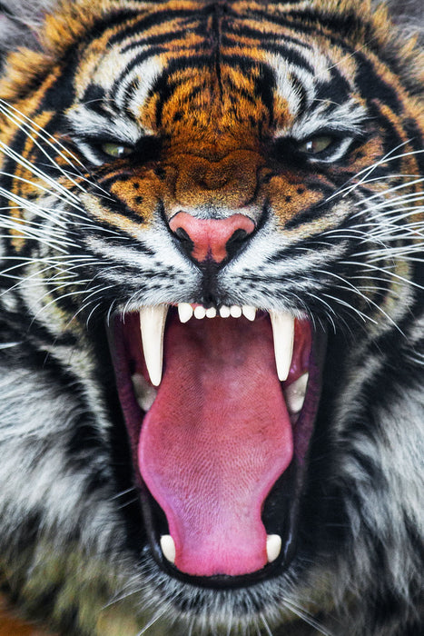Framed Small - Angry Tiger - Dark Gray